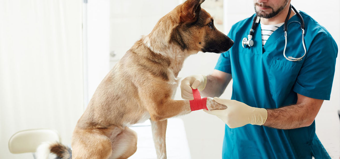 Saúde dos animais de estimação